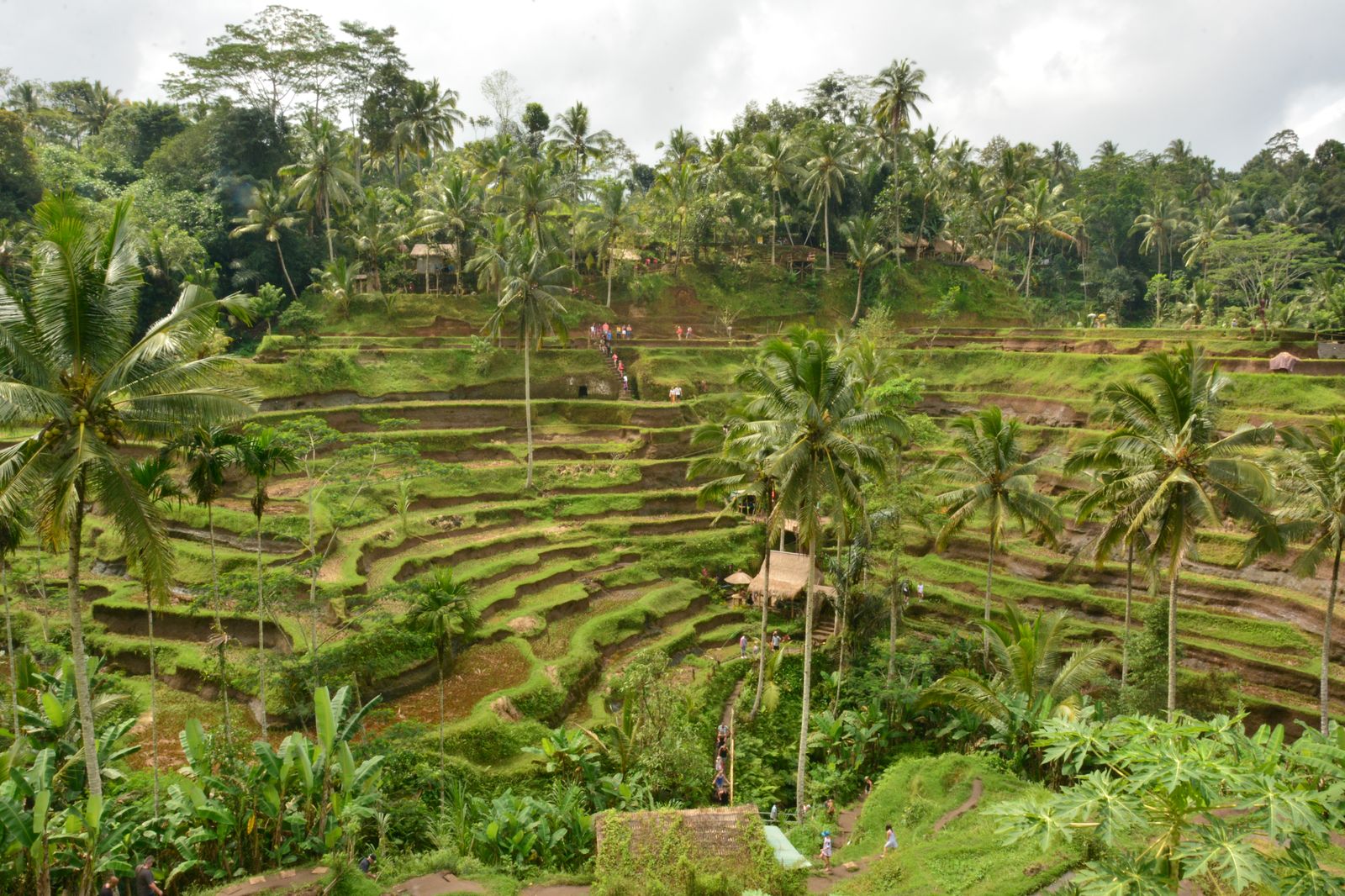 Tarasy ryżowe Tegallalang pod Ubud na Bali: schodkowe zielone poletka, palmy kokosowe i turyści na ścieżkach między nimi